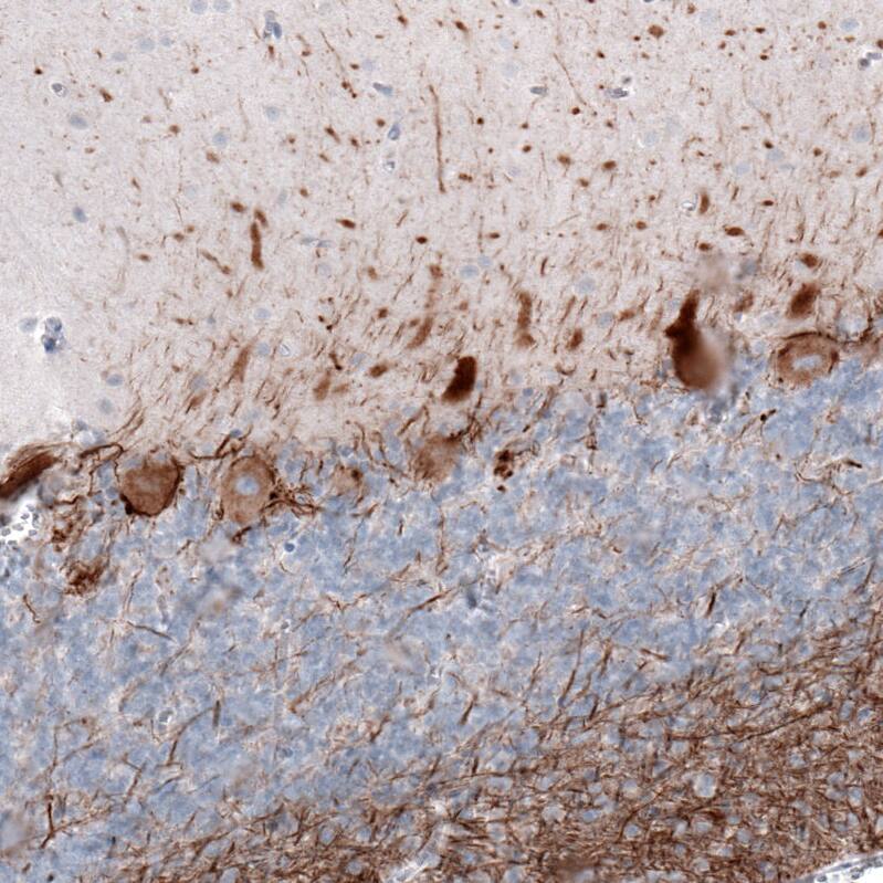 Staining of human cerebellum shows moderate cytoplasmic positivity in Purkinje cells.