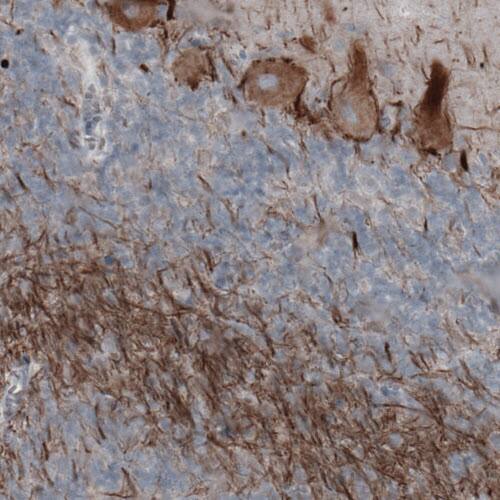 Staining of human cerebellum shows moderate immunoreactivity in Purkinje cells and neural fibers.