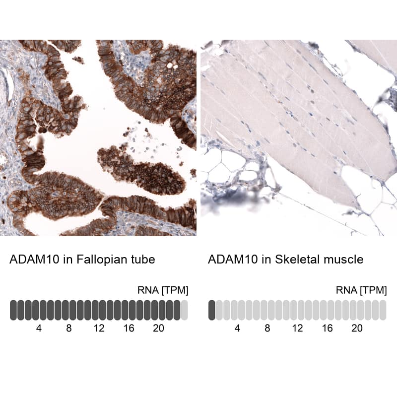 Analysis in human fallopian tube and skeletal muscle tissues using NBP3-43797 antibody. Corresponding ADAM10 RNA-seq data are presented for the same tissues.