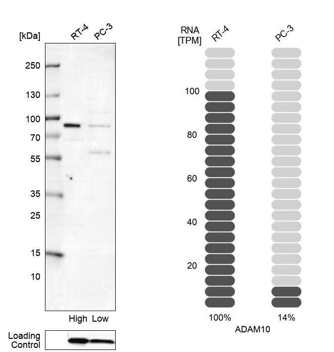 Analysis in human cell lines RT-4 and PC-3 using Anti-ADAM10 antibody. Corresponding ADAM10 RNA-seq data are presented for the same cell lines. Loading control: Anti-PFN1.