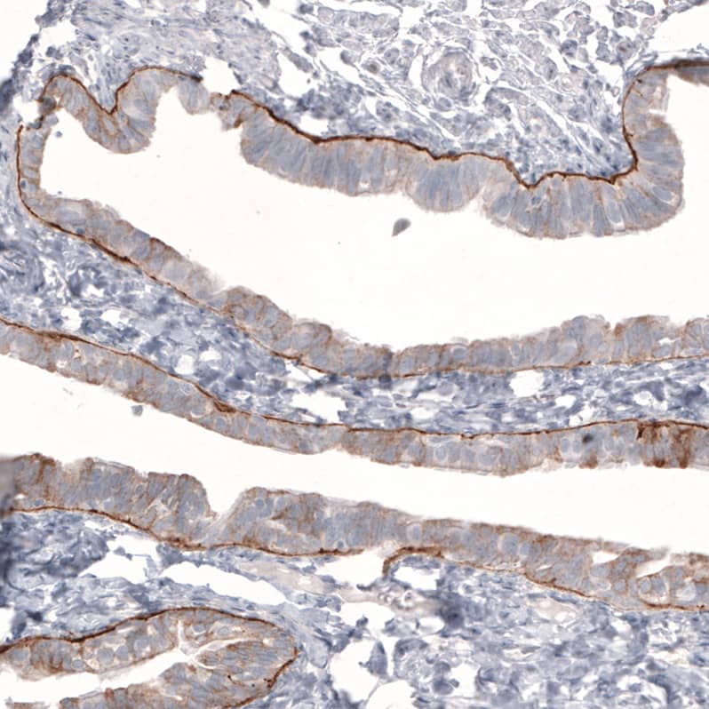 Staining of human fallopian tube shows strong positivity in basement membrane in glandular cells.