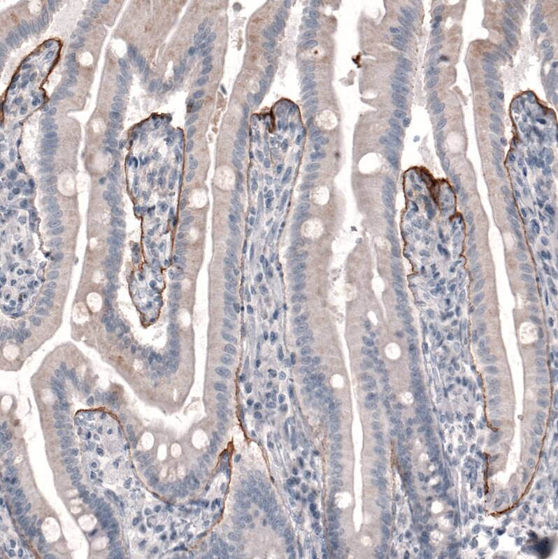 Staining of human duodenum shows moderate positivity in basement membrane in glandular cells.