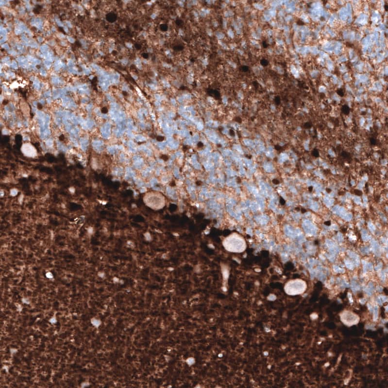 Staining of human cerebellum shows strong nuclear positivity in glial cells.