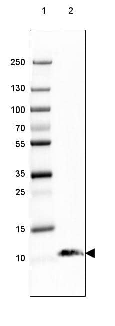 Lane 1: Marker [kDa] 250, 130, 100, 70, 55, 35, 25, 15, 10Lane 2: Human Cerebral Cortex tissue