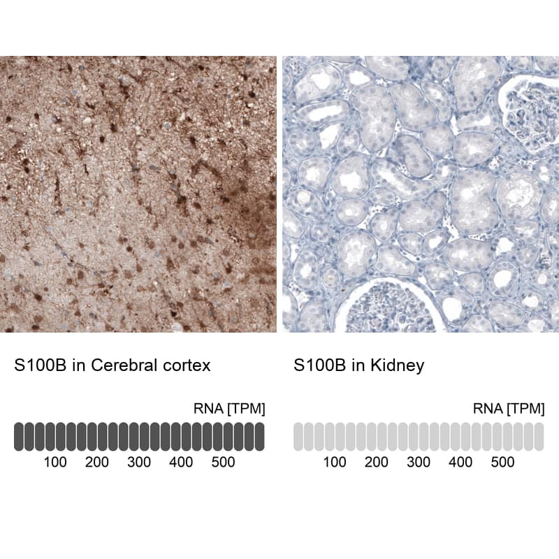 Analysis in human cerebral cortex and kidney tissues using NBP3-43801 antibody. Corresponding S100B RNA-seq data are presented for the same tissues.