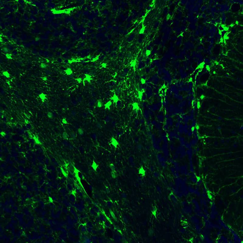 Staining of rat brain shows strong positivity in glial cells in the cerebellum.