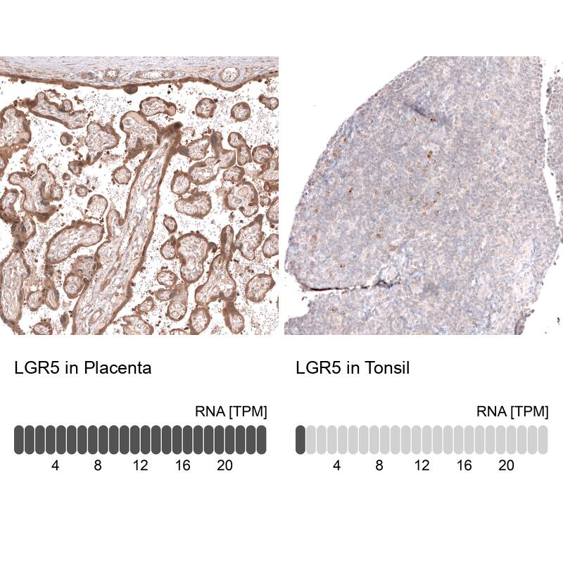 Analysis in human placenta and tonsil tissues using NBP3-43804 antibody. Corresponding Lgr5/GPR49 RNA-seq data are presented for the same tissues.