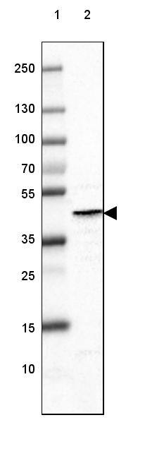 Lane 1: Marker [kDa] 250, 130, 100, 70, 55, 35, 25, 15, 10Lane 2: Mouse Cerebral Cortex tissue