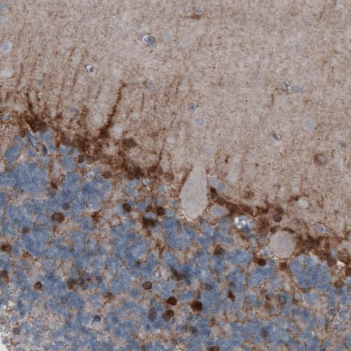 Staining of human cerebellum shows positivity in glial cells.