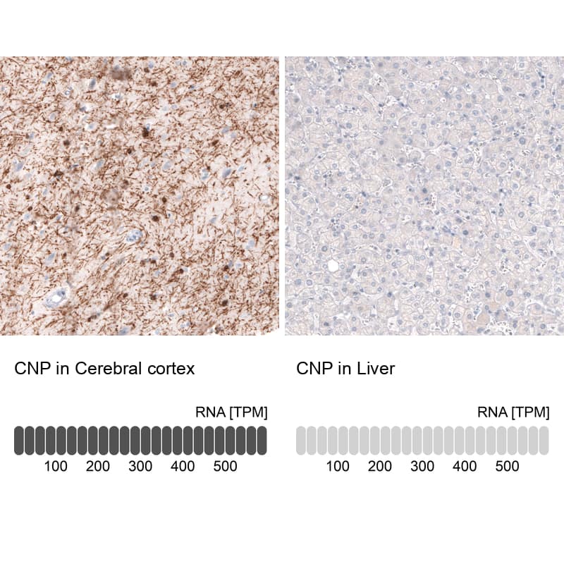Analysis in human cerebral cortex and liver tissues using NBP3-43809 antibody. Corresponding CNPase RNA-seq data are presented for the same tissues.