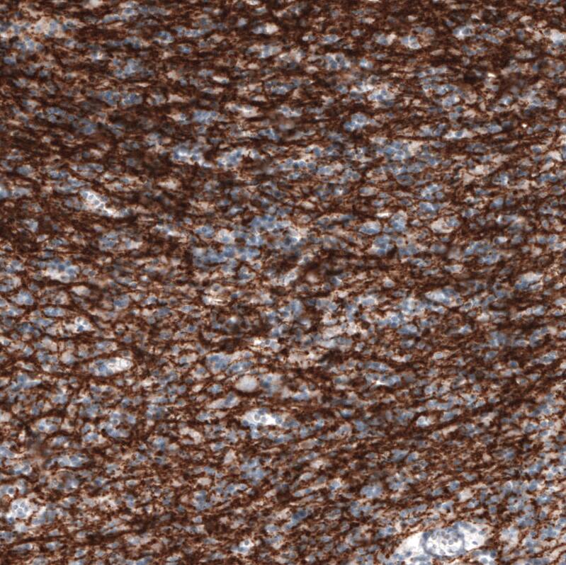 Staining of human cerebellum shows strong positivity in oligodendrocytes and myelinated fibers.