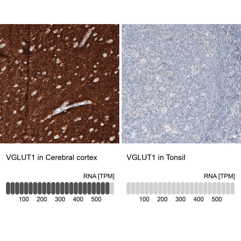 Analysis in human cerebral cortex and tonsil tissues using NBP3-43811 antibody. Corresponding VGLUT1 RNA-seq data are presented for the same tissues.