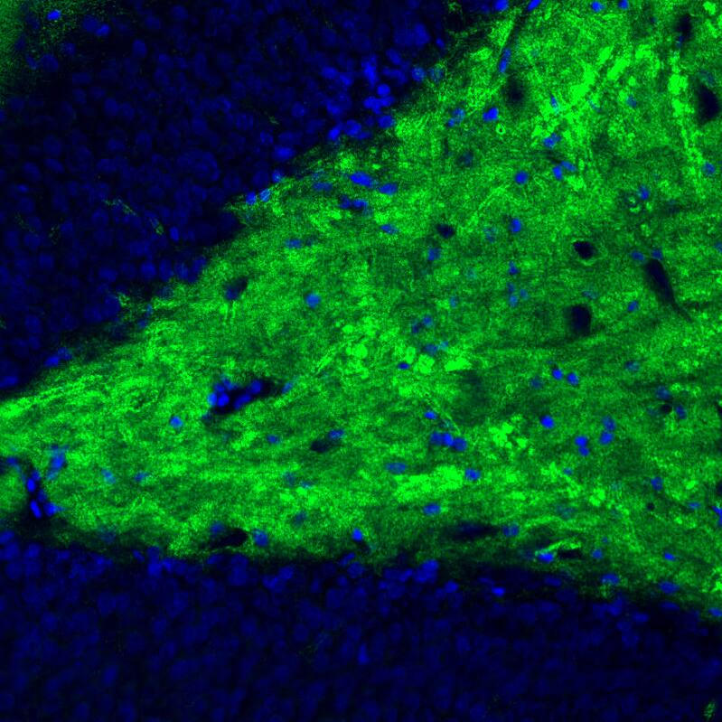 Staining of rat brain shows strong positivity in glutamatergic fibers in the polymorph layer of dentate gyrus.