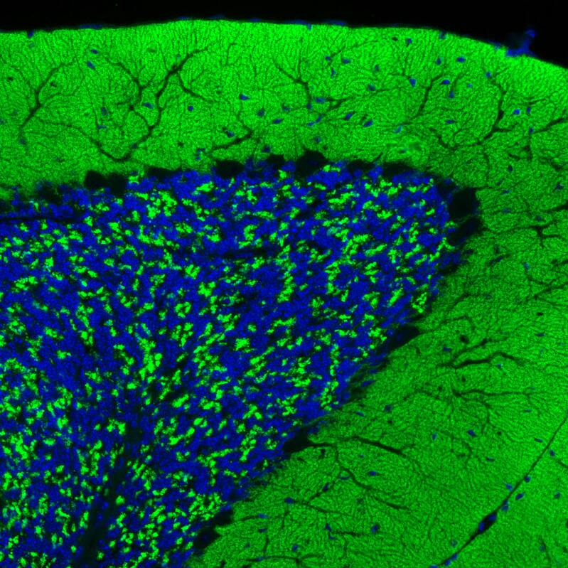 Staining of mouse brain shows strong positivity in glutamatergic fibers in the molecular and granular layers of the cerebellum.