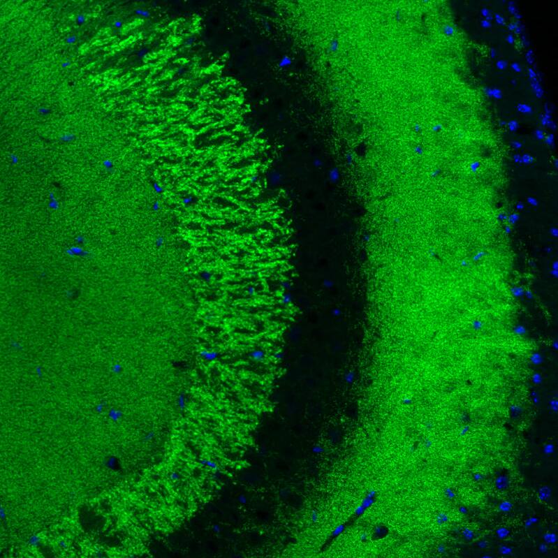 Staining of mouse hippocampus shows strong positivity in glutamatergic fibers in the CA2 layer.
