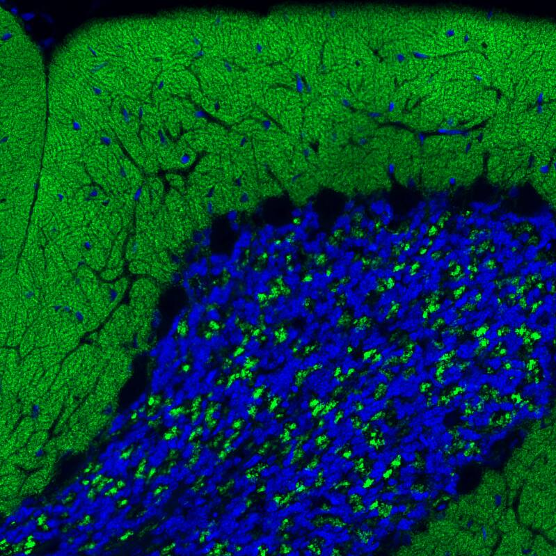 Staining of rat brain shows strong positivity in glutamatergic processes in the molecular and granular layers of cerebellum.