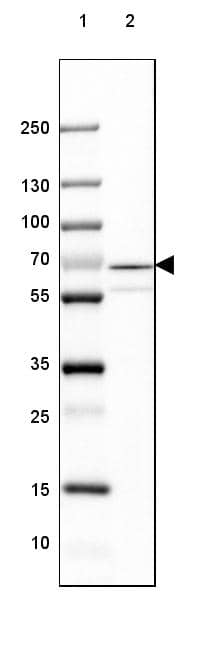 Lane 1: Marker [kDa] 250, 130, 100, 70, 55, 35, 25, 15, 10Lane 2: Human Cerebral Cortex tissue