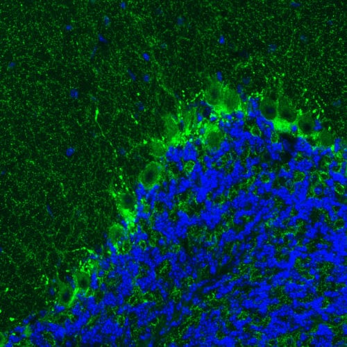 Staining of mouse cerebellum shows positivity in GABAergic neural fibers.