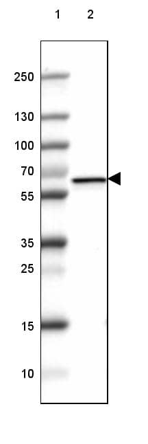 Lane 1: Marker [kDa] 250, 130, 100, 70, 55, 35, 25, 15, 10Lane 2: Mouse Cerebral Cortex tissue