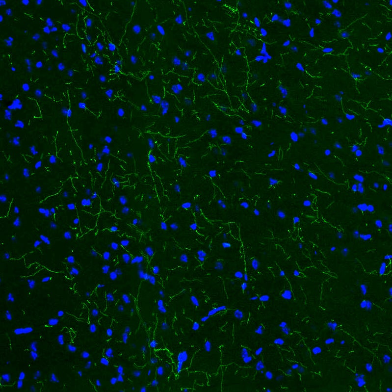 Staining of mouse brain shows moderate positivity in serotonergic fibers in the cerebral cortex.