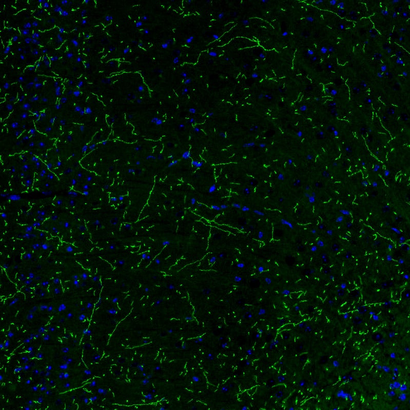 Staining of mouse brain shows strong positivity in noradrenergic fibers in the cerebral cortex.
