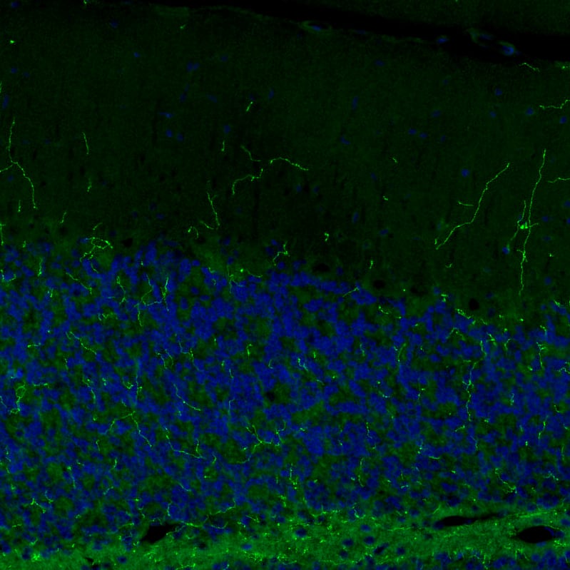 Staining of rat cerebellum shows strong positivity in noradrenergic fibers.