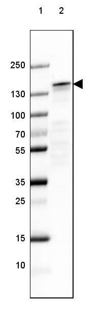 Lane 1: Marker [kDa] 250, 130, 100, 70, 55, 35, 25, 15, 10Lane 2: Mouse Cerebral Cortex tissue