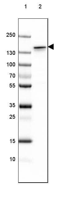 Lane 1: Marker [kDa] 250, 130, 100, 70, 55, 35, 25, 15, 10Lane 2: Mouse Cerebral Cortex tissue