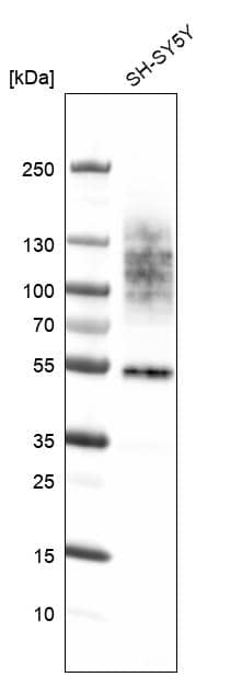 Analysis in human cell line SH-SY5Y.