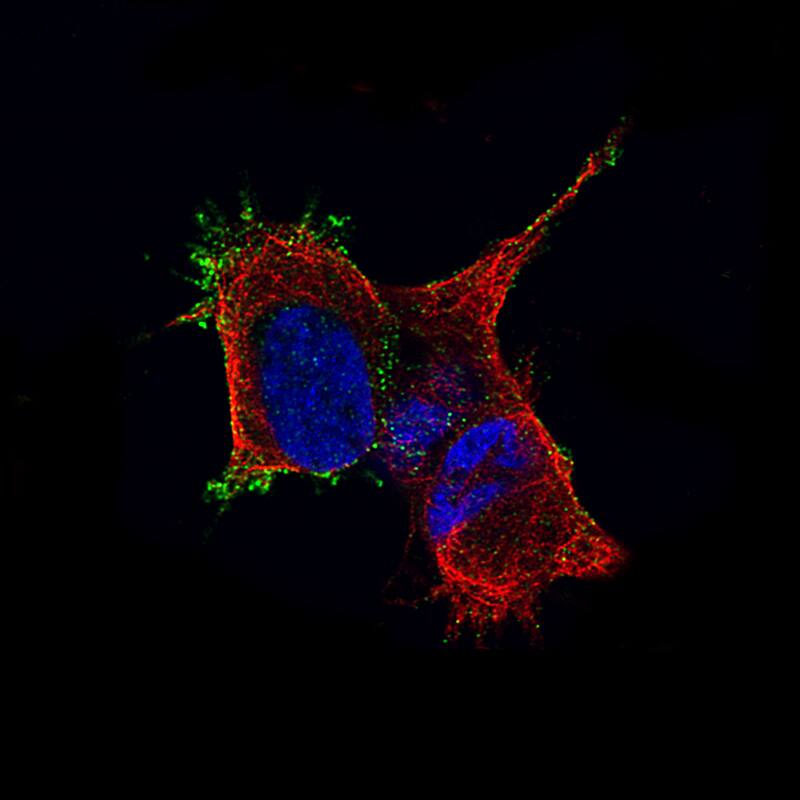Staining of SH-SY5Y cells using the Anti-TMEM119 monoclonal antibody) .