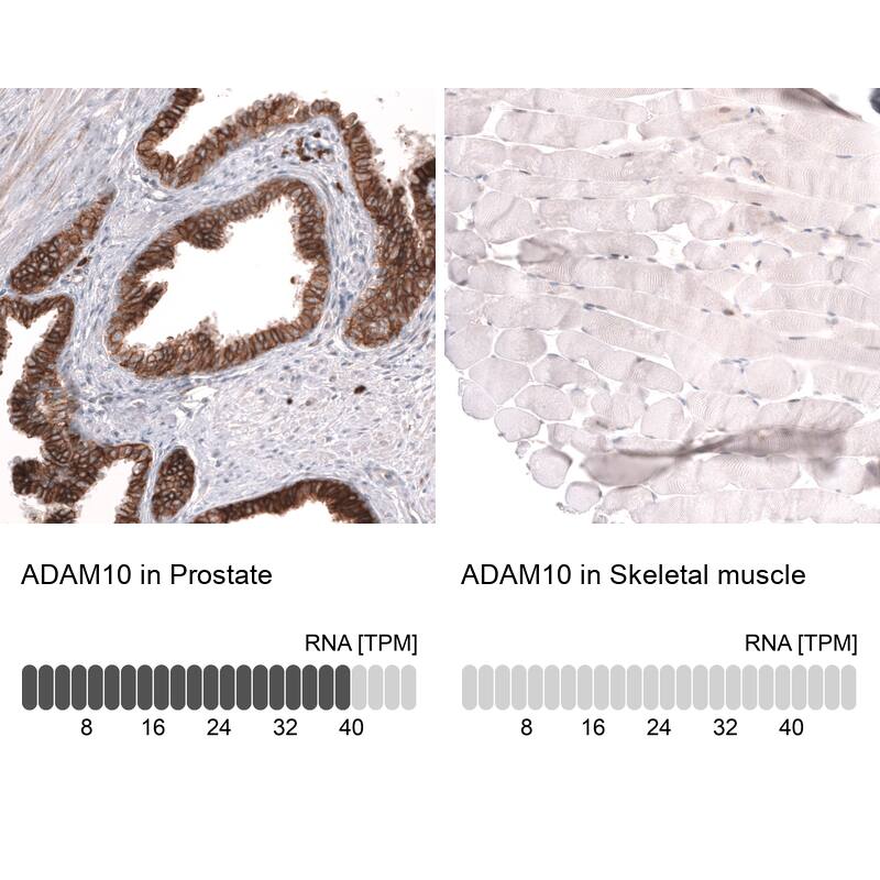 Analysis in human prostate and skeletal muscle tissues using NBP3-43825 antibody. Corresponding ADAM10 RNA-seq data are presented for the same tissues.