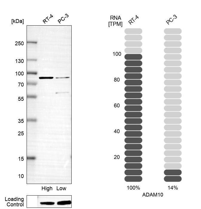 Analysis in human cell lines RT-4 and PC-3 using Anti-ADAM10 antibody. Corresponding ADAM10 RNA-seq data are presented for the same cell lines. Loading control: Anti-PFN1