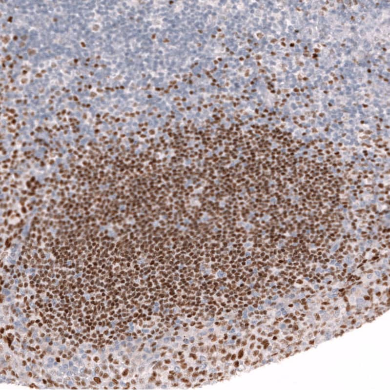 Staining of human tonsil shows strong nuclear positivity in germinal center cells.