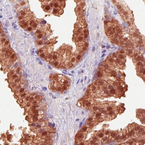 Staining of human prostate shows strong positivity in glandular epithelium.