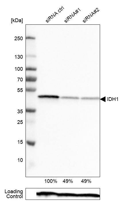 Analysis in RT-4 cells transfected with control siRNA, target specific siRNA probe #1 and #2, using Anti-Isocitrate Dehydrogenase 1/IDH1 antibody. Remaining relative intensity is presented. Loading control: Anti-PPIB.