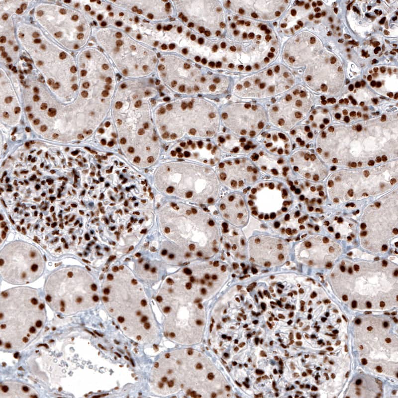 Staining of human kidney shows strong nuclear positivity in renal glomeruli and renal tubules cells.
