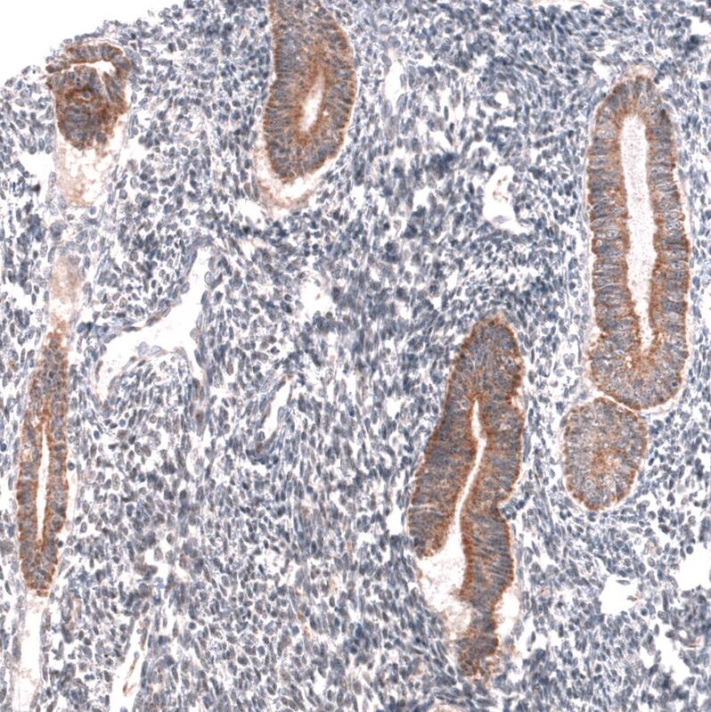 Staining of human endometrium shows moderate cytoplasmic positivity in glandular cells.