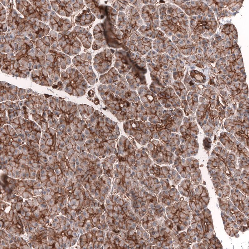 Staining of human pancreas shows strong membranous positivity in exocrine glandular cells.