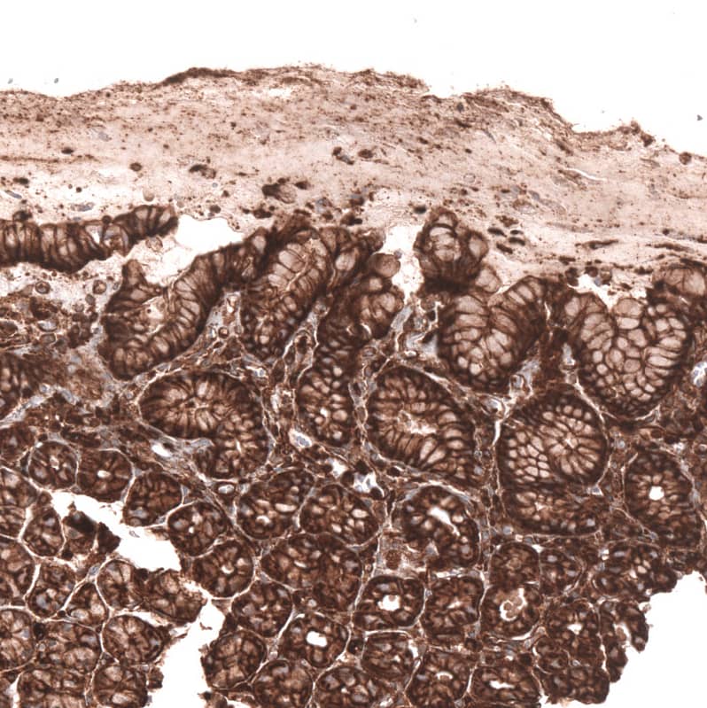 Staining of human stomach shows strong membranous positivity in glandular cells.