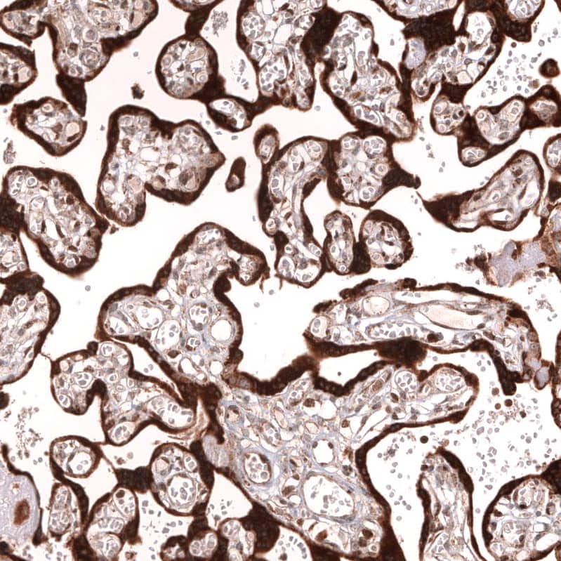 Staining of human placenta shows strong cytoplasmic positivity in trophoblastic cells.