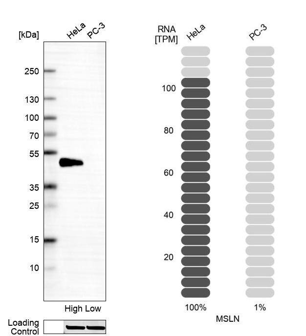 Analysis in human cell lines HeLa and PC-3 using Anti-Mesothelin antibody. Corresponding Mesothelin RNA-seq data are presented for the same cell lines. Loading control: Anti-HSP90B1.