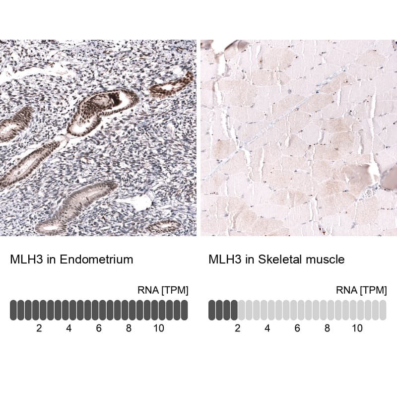 Analysis in human endometrium and skeletal muscle tissues using NBP3-43849 antibody. Corresponding MLH3 RNA-seq data are presented for the same tissues.
