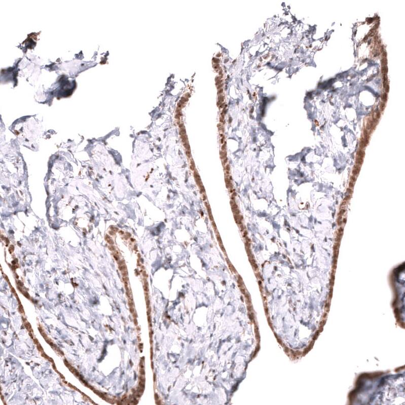 Staining of human fallopian tube shows moderate nuclear positivity in glandular cells.