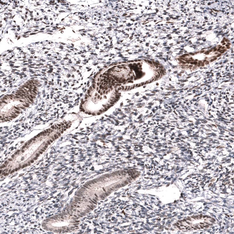 Staining of human endometrium shows strong nuclear positivity in glandular cells.