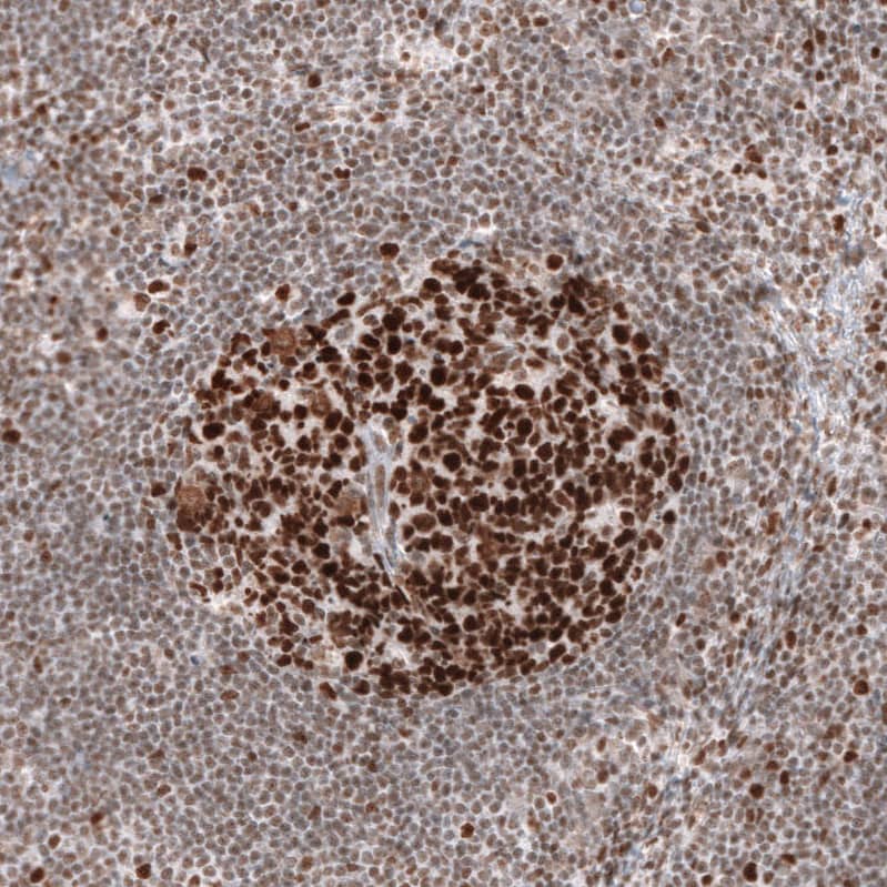 Staining of human lymph node shows strong nuclear positivity in germinal center cells.