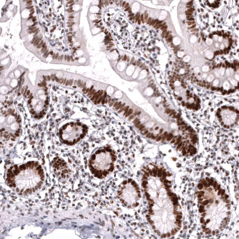 Staining of human small intestine shows strong nuclear positivity in glandular cells.