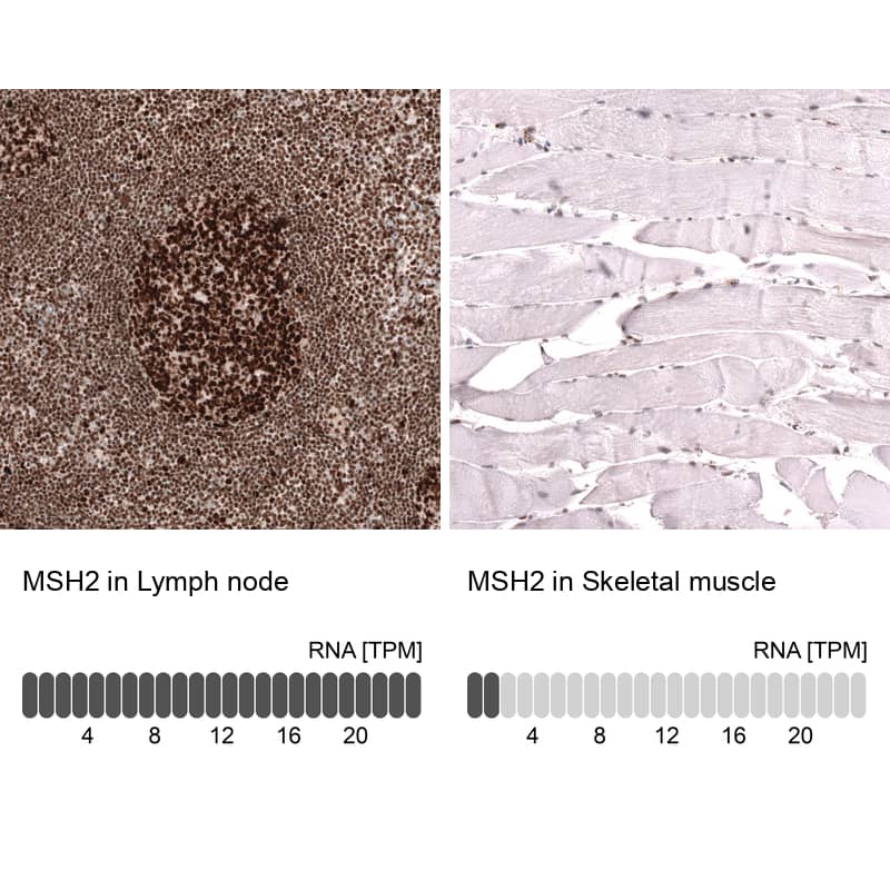 Analysis in human lymph node and skeletal muscle tissues using NBP3-43853 antibody. Corresponding MSH2 RNA-seq data are presented for the same tissues.