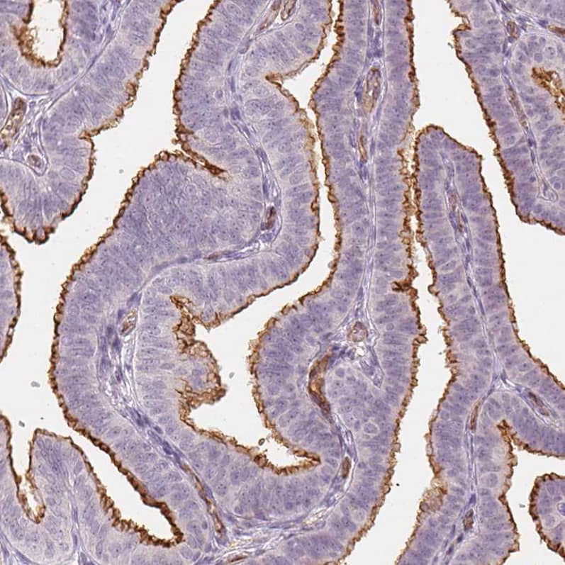 Staining of human fallopian tube shows strong positivity in apical membranes in glandular cells.