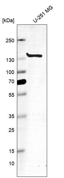 Analysis in human cell line U-251 MG.