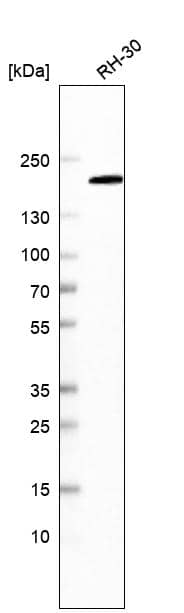 Analysis in human cell line RH-30.